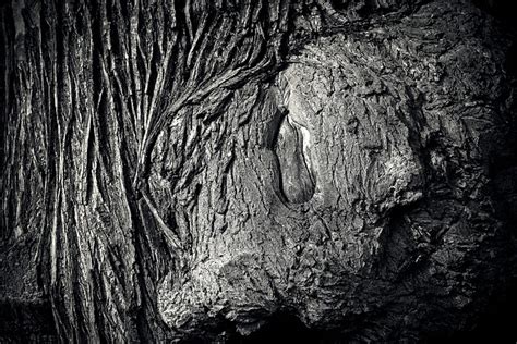 Tree Bark Trunk Free Photo On Pixabay Pixabay