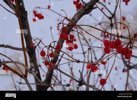 Blood Red Berries In Winter On A Leafless Tree Winterberry Ilex