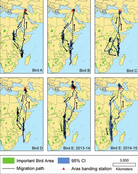 Most Probable Routes During Migration Of Great Reed Warblers In The