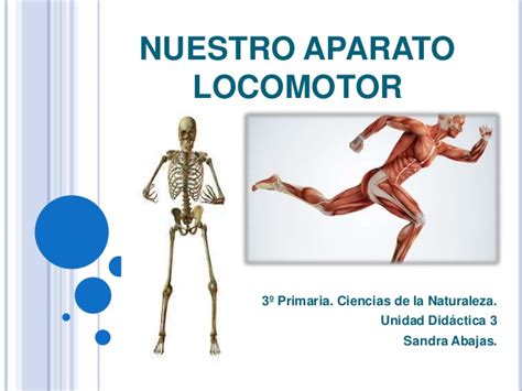El aparato locomotor está formado por el sistema osteoarticular (huesos, articulaciones y ligamentos) y el sistema muscular (músculos y tendones). Nuestro aparato locomotor