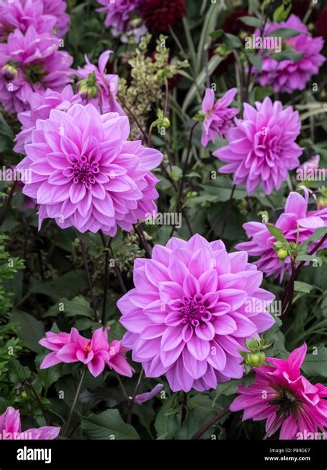 Dahlias Purple Hi Res Stock Photography And Images Alamy