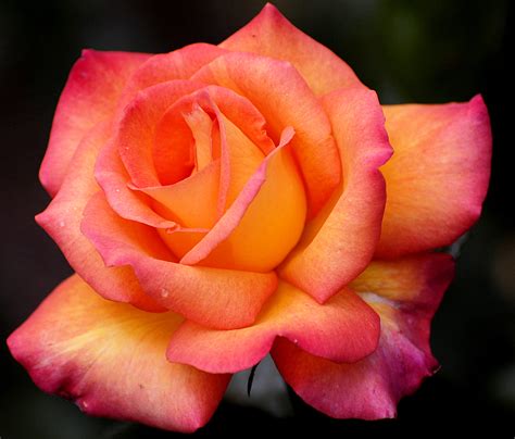 Rose Fleur — Wikimini Lencyclopédie Pour Enfants