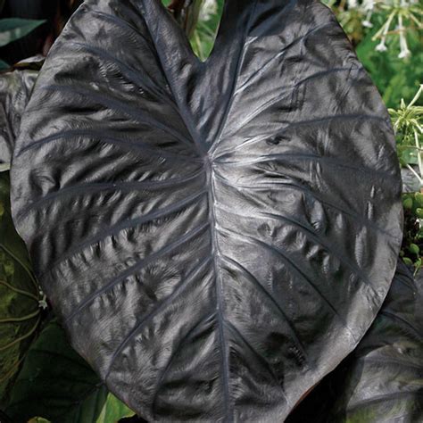 It did awesome during summer. 'Diamond Head' elephant's ear - FineGardening