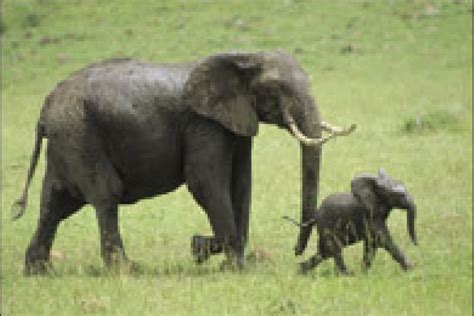 Gli Elefanti Sentono Anche Coi Piedi Focusit