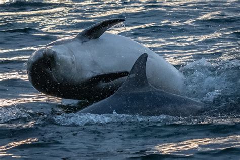 White Beaked Dolphin Northern Experience Wildlife Tours