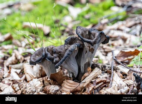 Horn Of Plenty Craterellus Cornucopioides Growing In A Wensleydale