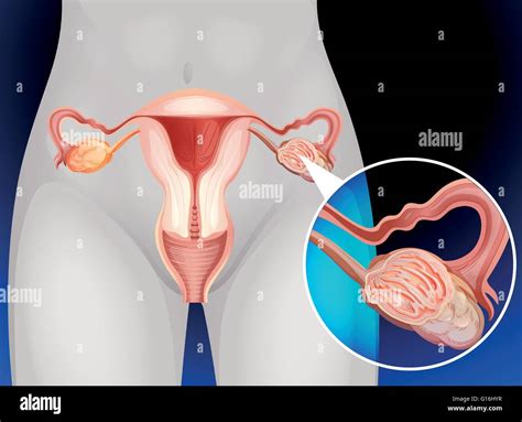 Organes G Nitaux F Minins Des Droits De L Illustration Image