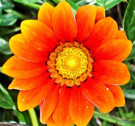 Big Orange Flower By Mamasita Redbubble
