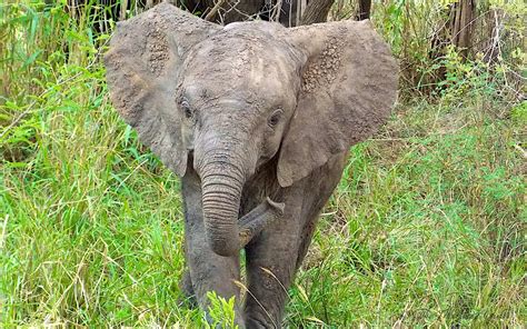 Interesting Facts About The African Elephant The