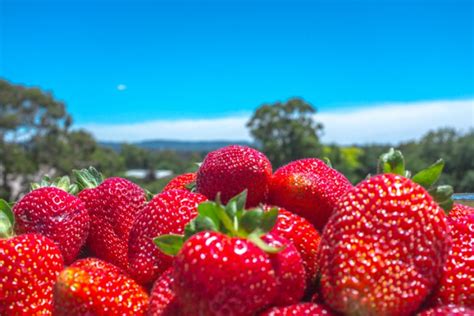 Strawberry Picking At Beerenberg Farm - The City Lane