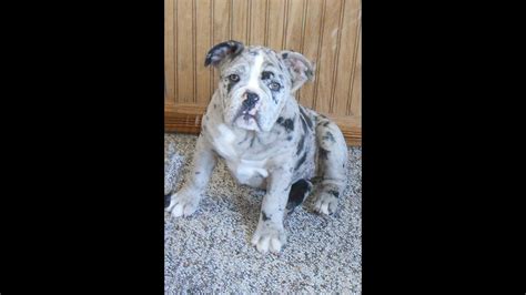 Deluxe bulldog puppies for adoptions. Bonnie blue bell - Blue Merle olde english bulldogge ...