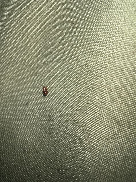 Found This Little Bug On My Bed Bed Bug Or No Rbedbugs