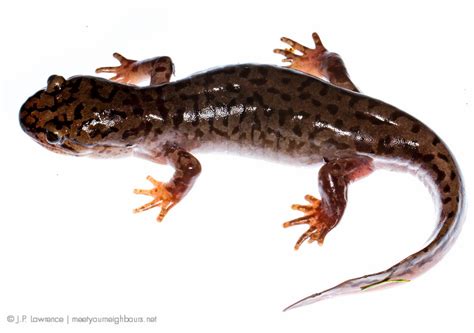Of fish and game, us fish & wildlife service, 5/1993) survey protocol for the shasta salamander (pdf) (us forest service/bureau of land. Pacific Giant Salamander | Pacific Giant Salamander ...