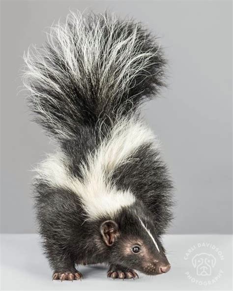 Pin by Leslie Lives Large on Fuzzy and cute | Skunk drawing, Pet birds