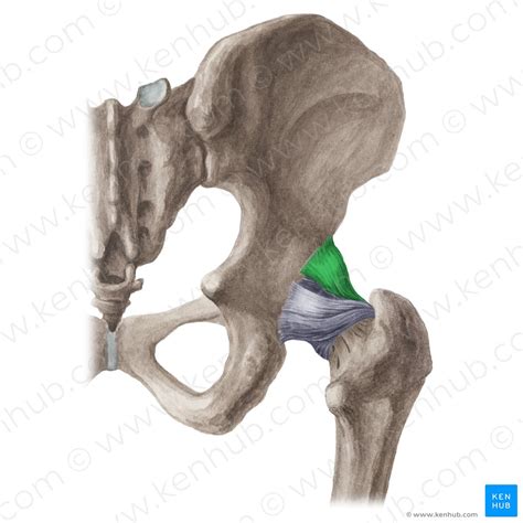 Femur Oberschenkelknochen Anatomie Aufbau Und Bänder Kenhub