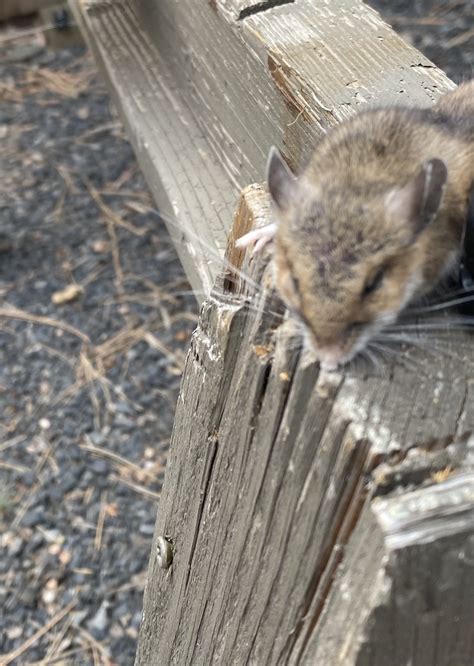 What specific rodent is this? #811858 - Ask Extension