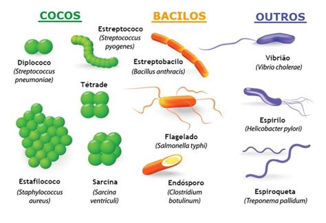 Microbiologia Resumo O Que é E Microrganismos Toda Matéria