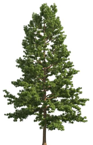 Pine Realistic Tree Png Clip Art Best Web Clipart Tree Photoshop