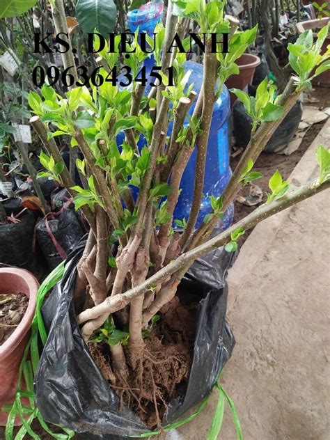 Đài phát thanh và truyền hình tiền giang. Cây Giống Nhập Mới Lạ: Táo Tây Ruột Đỏ, Na Bở Đài Loan ...