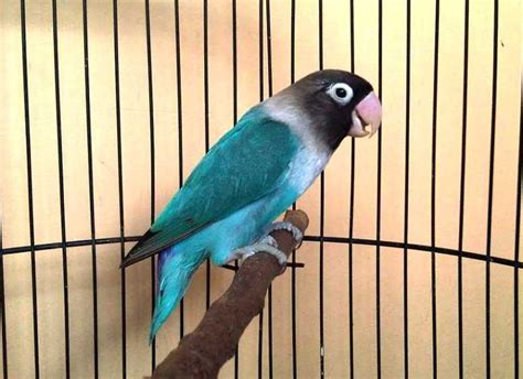Lovebird adalah burung kicau yang cantik dan memiliki suara yang merdu. HARGA ] 4+ Suara Burung Lovebird Dakocan Termahal (Jenis ...
