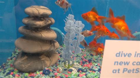 Almost All The Fish 🐟 That Are In Petsmart Youtube