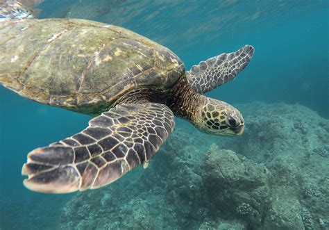 Free Images Water Ocean Animal Wildlife Underwater Sea Turtle