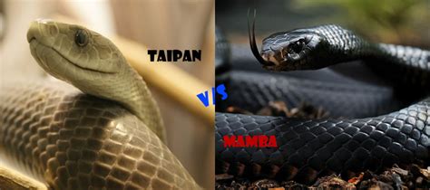 Inland Taipan Vs Black Mamba The Worlds Deadliest Snake Learnodo