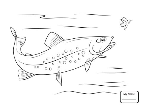 Rainbow Trout Drawing Sketch Coloring Page