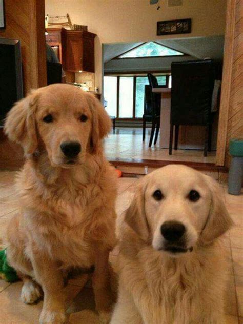 Pin By Cynthia Sudol On Golden Retriever Dogs Golden