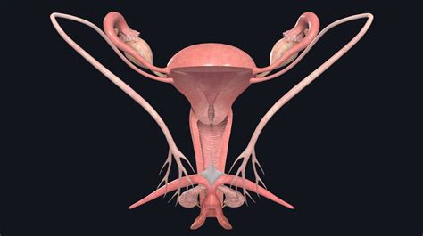 female genital structure model 4 partsfemale genital organsthe female reproductive organ