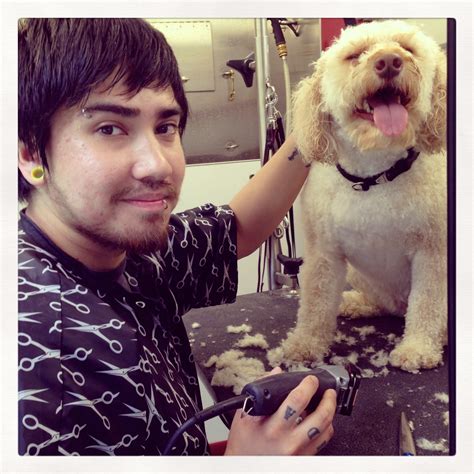 Glam Star Grooming, a Mobile Pet Service | The Examiner News