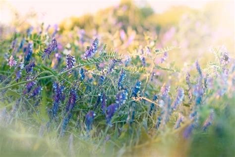 Blue Flowers In Meadow Stock Photo Image Of Blooming 47859548