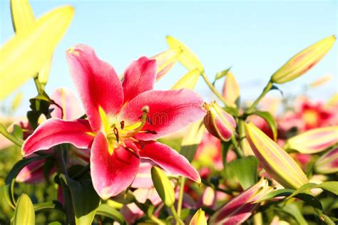 Beautiful Bright Pink Lilies Growing At Flower Field Stock Image