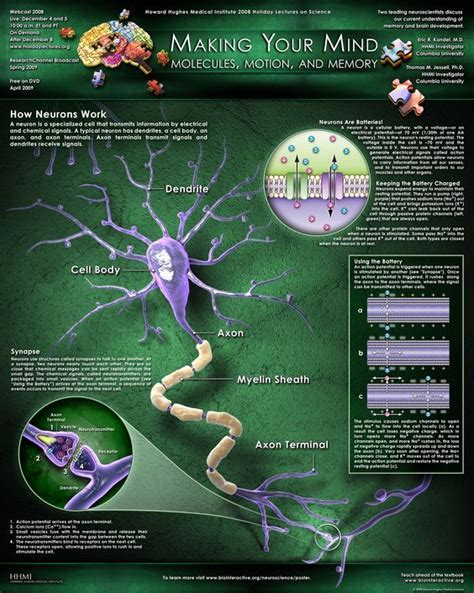 How Neurons Work Postergraphic Illustrates The Structure And