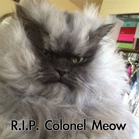 r i p colonel meow cat meme cat planet cat planet