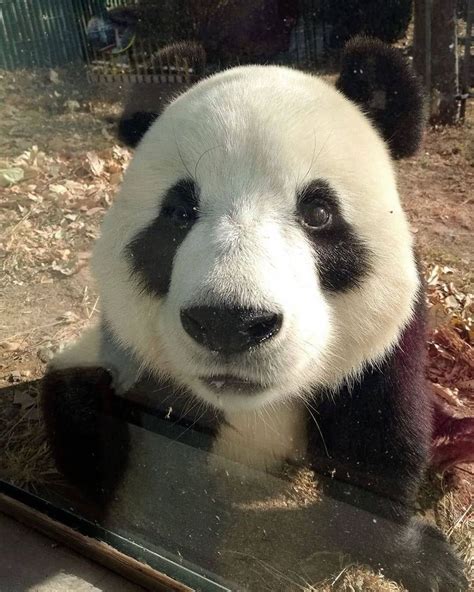 いいね！2875件、コメント21件 ― Panda Loverpandadailyshowのinstagramアカウント 「too