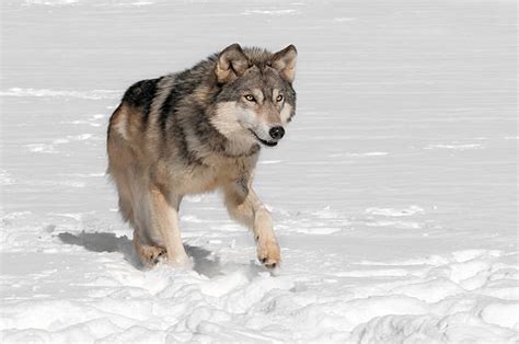 Wolfpack Running Stock Photos Pictures And Royalty Free Images Istock