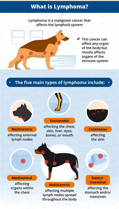 Dog Lymphoma Symptoms And Treatment Bow Wow Meow