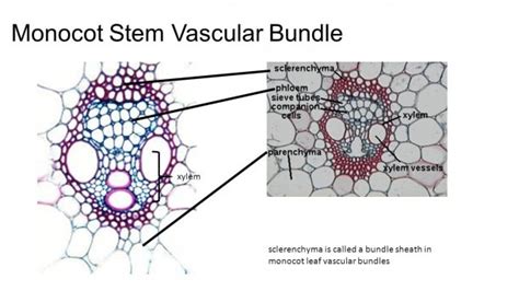 Diagram Of Vascular Bundle