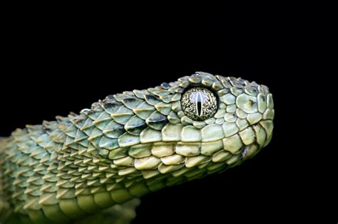 Profile Of A Venomous Green Variable Bush Viper Snake Preshed Stock