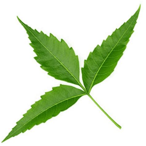 benefits of neem leaves an unfilled stomach - for cleaning the mouth