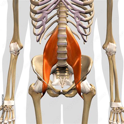 Psoas Major Muscle In Isolation Front View Of Pelvis Hip And Thoracic Cavity Human Anatomy