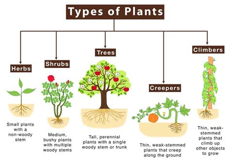 Important For Students Classification Of Plants According To Growth