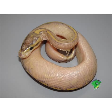 Fire Highway Ball Python Baby Strictly Reptiles Inc