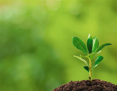 That would be bad for the cactus because the cactus needs the water to live. 4 ways fuel choice helps the environment -- Fuel Freedom