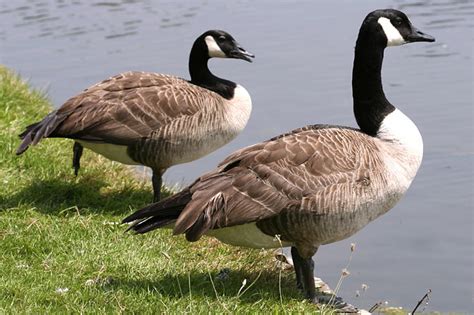 Der ruf ist tief, nasal und trompetend. Gänse - NABU Niedersachsen