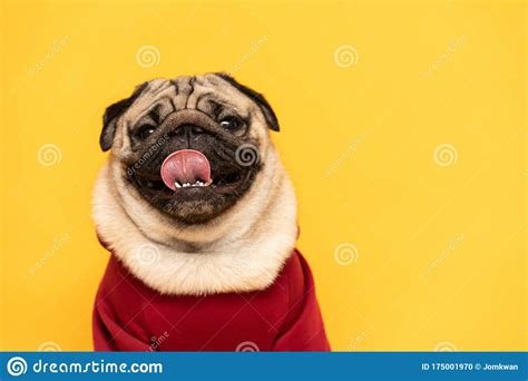 Adorable Dog Pug Breed Making Angry Face And Serious Face On Yellow
