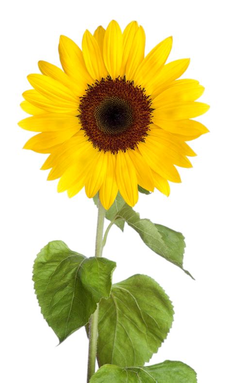 Sunflower Clipart With Transparent Background Free Cliparts Images