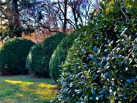 How To Choose The Best Shrubs For Your Lawn My Girly Space