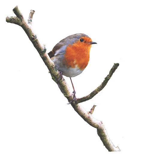 European Robin Bird Png Hq Picture Png Arts